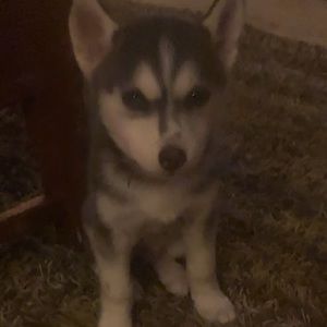 Meet your Posher, Delaney